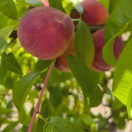 Apartma Sunside Apartman *