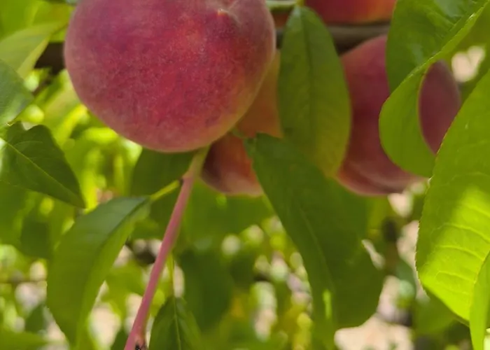 Apartma Sunside アパート *